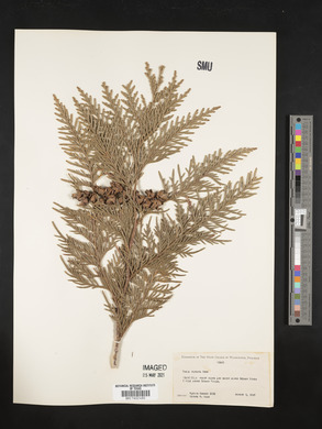 Thuja plicata image