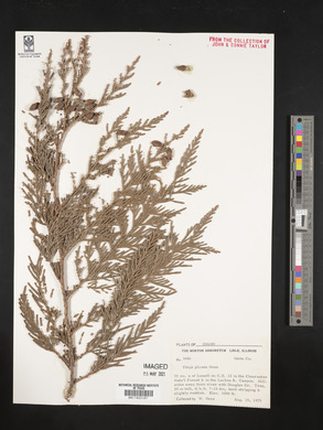Thuja plicata image