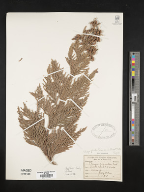Thuja plicata image