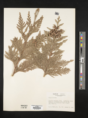 Thuja plicata image