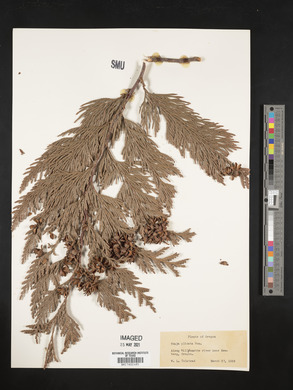 Thuja plicata image