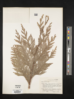 Thuja plicata image