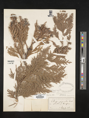 Thuja plicata image