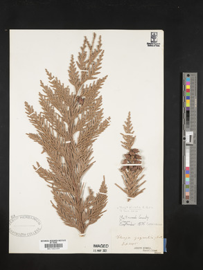 Thuja plicata image