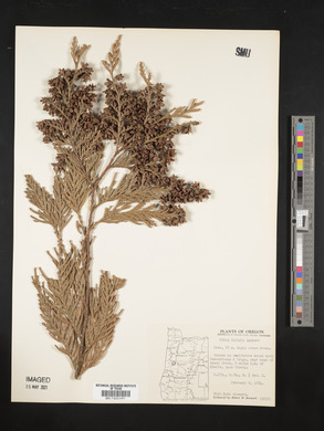 Thuja plicata image