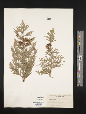 Thuja plicata image