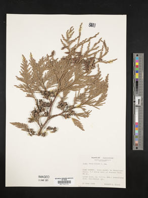 Thuja plicata image