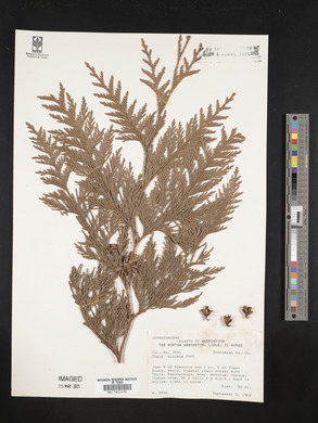 Thuja plicata image