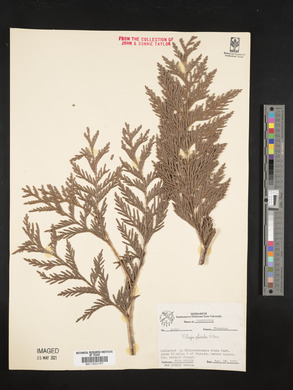 Thuja plicata image
