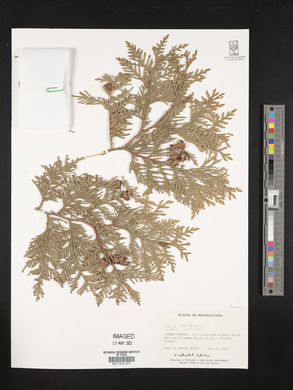 Thuja occidentalis image