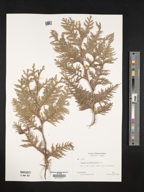 Thuja occidentalis image