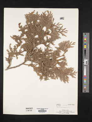 Thuja occidentalis image