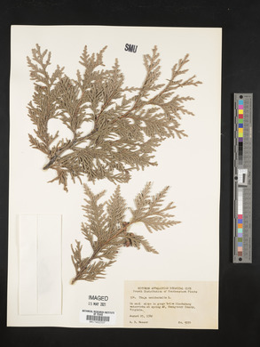 Thuja occidentalis image