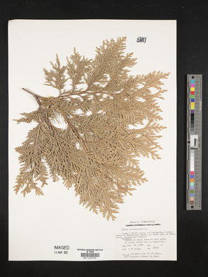 Thuja occidentalis image