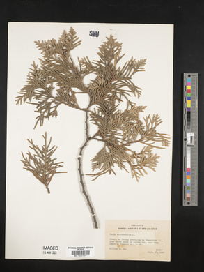 Thuja occidentalis image