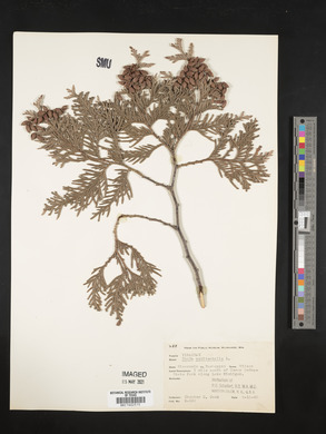 Thuja occidentalis image
