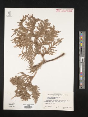 Thuja occidentalis image