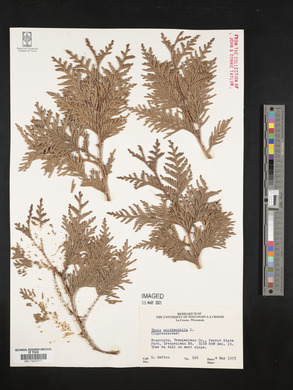 Thuja occidentalis image