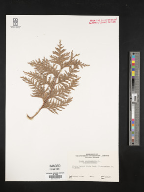 Thuja occidentalis image