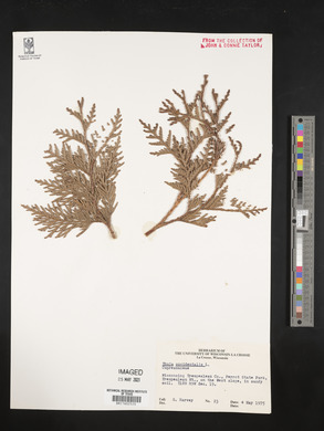Thuja occidentalis image