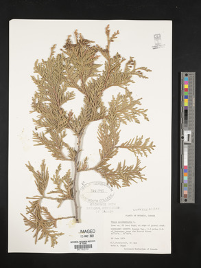 Thuja occidentalis image