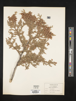 Thuja occidentalis image