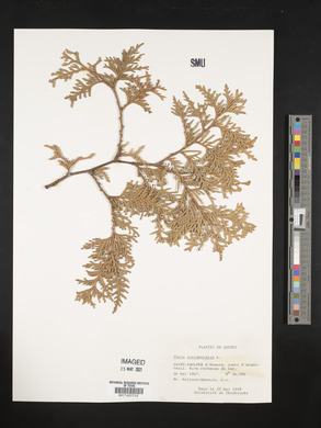 Thuja occidentalis image