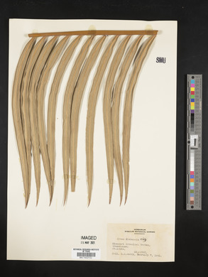 Cycas siamensis image