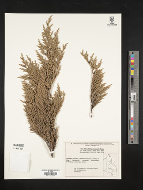 Microbiota decussata image