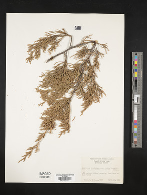 Juniperus virginiana var. crebra image