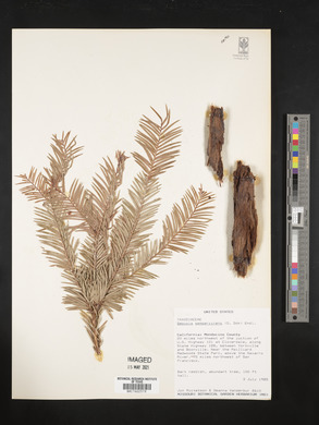 Sequoia sempervirens image