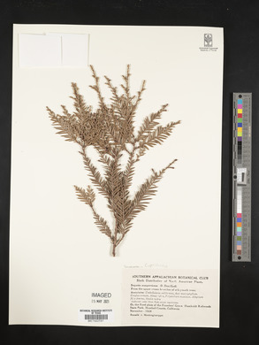 Sequoia sempervirens image