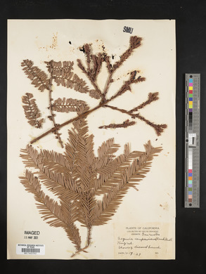 Sequoia sempervirens image