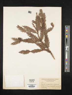 Sequoia sempervirens image