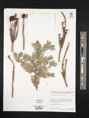Sequoia sempervirens image