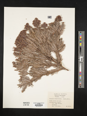 Sequoia sempervirens image