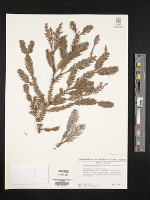 Sequoia sempervirens image