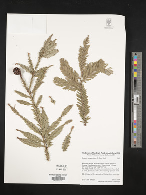Sequoia sempervirens image