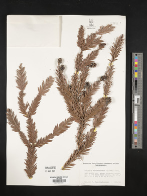 Sequoia sempervirens image