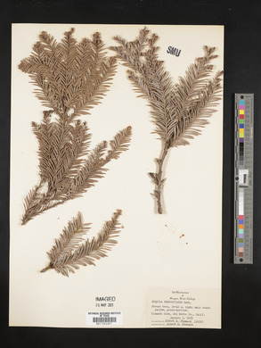 Sequoia sempervirens image