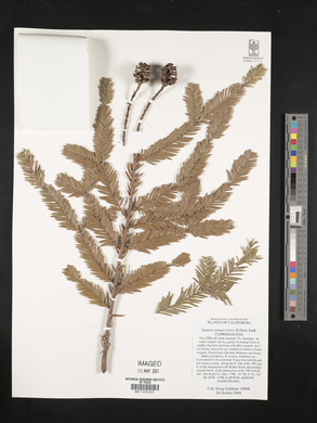 Sequoia sempervirens image