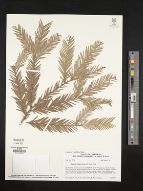 Sequoia sempervirens image