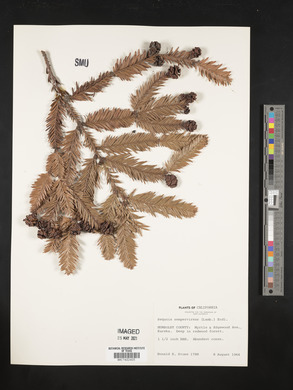 Sequoia sempervirens image