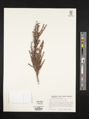 Sequoia sempervirens image