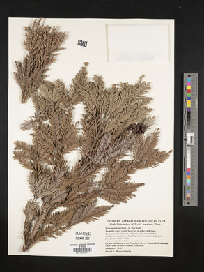 Sequoia sempervirens image