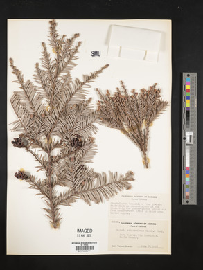 Sequoia sempervirens image