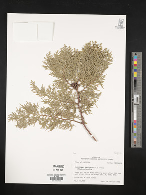 Platycladus orientalis image