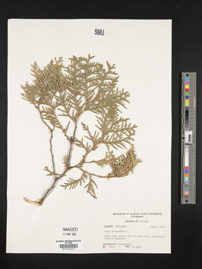 Thuja occidentalis image