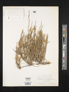 Ephedra nevadensis image