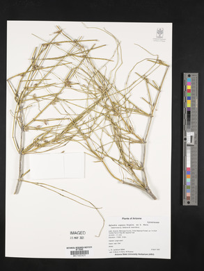 Ephedra aspera image